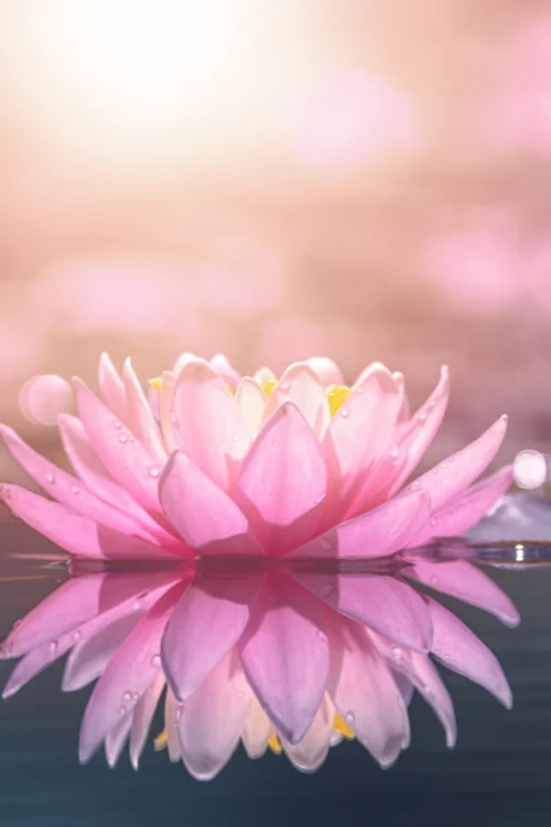 Rosafarbene Lotusblüte auf ruhigem Wasser im sanften Licht